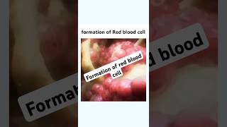 Formation of Red Blood Cell shorts mbbs femalereproductivesystem pregnancy [upl. by Ayatan]