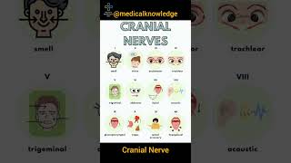 Cranial Nerve cranialnerves Cranial Nerve BASICS  The 12 cranial nerves and how to remember Them [upl. by Yrrem]