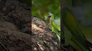 Red breasted parakeet l Parakeet Bird l Parrot Bird  Parakeet  birds photography wildlife [upl. by Meece482]