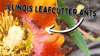 Finding Leafcutter Ants in Unexpected Places [upl. by Tranquada]