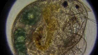 Microscope Live Pond Life 2 [upl. by Sorensen]