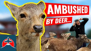 Getting AMBUSHED by DEER…  Navigating Japan 07 [upl. by Derna]