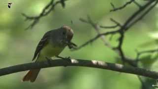 Great Crested Flycatcher with dragonfly [upl. by Tuneberg]