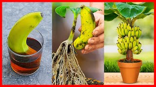 How to Grow Banana Tree From Banana 🍌🍌🍌 New gardening method [upl. by Pacorro]