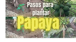 APRENDE A PLANTAR PAPAYA EN ESTOS SENCILLOS PASOS [upl. by Ecinrev622]