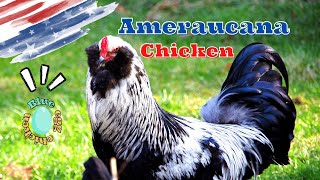 American Chicken Breeds AMERAUCANA a perfect chicken for backyard breeders [upl. by Klemm]