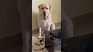 Even Jackie is irritated with this sound 😂 Jackiethebabylion youtubeshorts labrador [upl. by Pacifica]