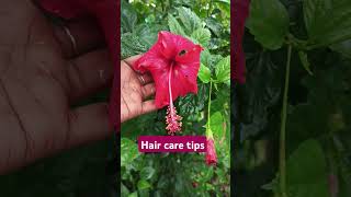 Hair care tipsmandara tailamhibiscus floweryoutubeshorts [upl. by Newg]