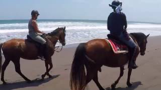 Horses  Las Olas Beach 154 [upl. by Peursem]