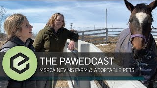 The PAWEDcast MSPCA Nevins Farm Shelter Tour and Adoptable Animals [upl. by Lasser436]