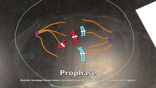 Modeling Mitosis with Pop Beads [upl. by Ahsiad]