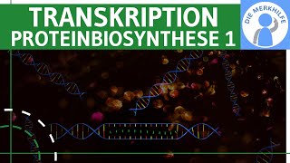 Transkription  Proteinbiosynthese 1  Ziel Ablauf amp Phasen einfach erklärt  Genetik Bio Abitur [upl. by Courtenay894]