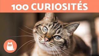 100 CURIOSITÉS sur les CHATS absolument INCROYABLES 🐱🐾 [upl. by Ymma]