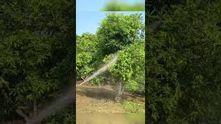 The first step in the mango orchard is to spray the drugs  Spraying method for mango orchard [upl. by Mccullough]