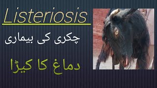 Listeriosis  chakri ki bimari دماغ کا کیڑا بکری کو لقوا ہو گیا [upl. by Kenaz269]