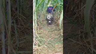 Electric sugarcane defoliator  good tools and machinery make work more efficient [upl. by Piotr]