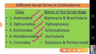 Echinoderm Larvae and their Significance [upl. by Xineohp]