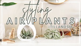 EASIEST Plant To Style A Home With  Air Plant Terrarium amp Hanging Ideas  Tillandsia Air Plant Care [upl. by Nyvek883]