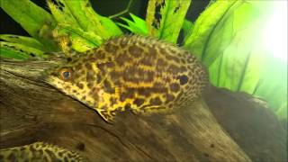 Ctenopoma acutirostre Leopard bushfish [upl. by Mcnamara579]