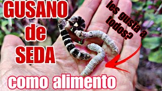 Les gusta el GUSANO de SEDA a TODOS los REPTILES y ANFIBIOS COMO es de NUTRITIVO [upl. by Atnahc17]