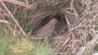 TREE PIPIT in HD Anthus trivialis [upl. by Atinas]