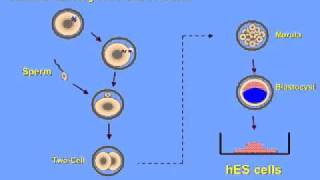 What is a Human Embryonic Stem Cell [upl. by Bollinger516]