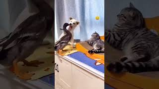 Funny Cat Voice cat catvideos funnyanimal shortsfeed animals comedy catvoice animalvideos [upl. by Eisserc927]