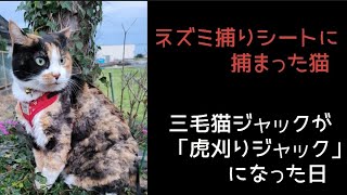 猫がネズミ捕りシートにくっついて主あわてる。 三毛猫 猫 cat [upl. by Dawn]