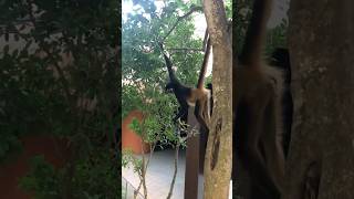 🇲🇽 Monkeys at Grand Sirenis Riviera Maya TravelWorldExperiences travel animals vacation [upl. by Anaila]