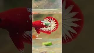 FCCP betta fish [upl. by Tessi]