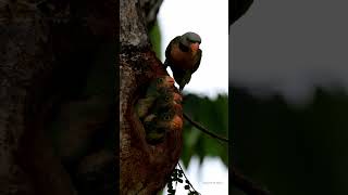 Red breasted parakeet Psittacula alexandri with 3 chicks [upl. by Nicholle471]