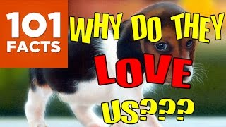 Why Do Dogs Love Humans So Much 101 Facts Explains [upl. by Rebeca974]