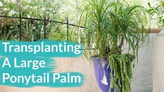 How To Transplant A Large Ponytail Palm  Joy Us Garden [upl. by Akirre213]