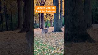 Deer in park in Autumn [upl. by Pittel]