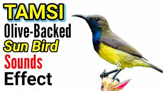 TAMSI  OliveBacked Sunbird  Sounds Effect  No Copyright [upl. by Warfeld609]