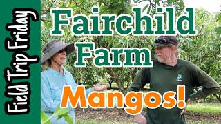 Field Trip Friday Fairchild Farm Mango Tour [upl. by Anhsirk]