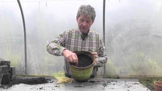 HOW TO GROW FREESIAS IN A POT [upl. by Kcitrap]