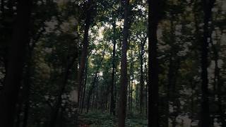 Mini Amazon Forest 😱 ll shorts shortsfeed youtubeshort junglebook minivlog amazonforest [upl. by Pearlman]