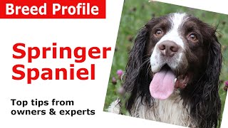 English Springer Spaniel Dog Breed Guide [upl. by Francisca]