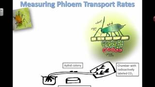 Measuring phloem transport rates 2016 [upl. by Esalb]