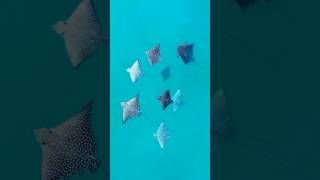 quotMassive Stingrays Take Over the Ocean – You Won’t Believe Your Eyesquotshortvideo shorts [upl. by Fisher]