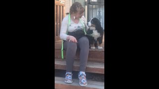 11 Week Old Rambler Demonstrating Puppy Training  AKC Bernese Mountain Dog Ranch in Wyoming [upl. by Lionello]