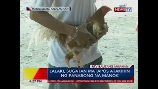 Lalaki sugatan matapos atakihin ng panabong na manok [upl. by Naivaf435]