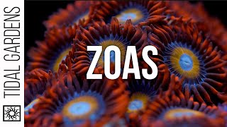 Zoanthus Coral Care Tips [upl. by Dulcy610]