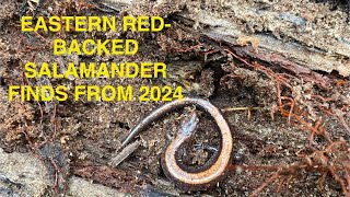 Eastern RedBacked Salamander finds from 2024 [upl. by Eisaj692]