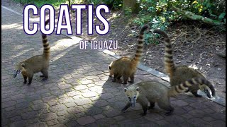 Coatis in Iguazu [upl. by Cotterell108]