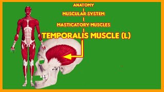 Why Your Temporalis Muscle is MORE IMPORTANT than Your Biceps massetermuscleanatomymasticatory [upl. by Enirolf]