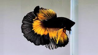 10 Most Beautiful Betta Fish in the World [upl. by Dot]