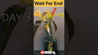 Growing Mango Tree from Seed😲😲timelapse plants mangoshorts [upl. by Hctub]