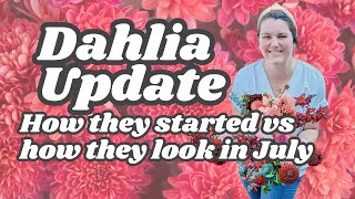 Dahlia Mid Summer Update  What types of dahlias bloom first  Dahlia Seeds Cuttings and Tubers [upl. by Anilet]